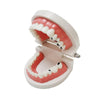 Dental Study Teaching Teeth Model Rotten Tooth Decay Caries Care Dentist Equipment Denture