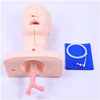Airway Management Trainer Intubation Mannequin Mouth and Nose Training Suction Practice Model, Anatomical Model Skeleton Model, Suitable for Laboratory Education School