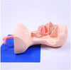 Airway Management Trainer Intubation Mannequin Mouth and Nose Training Suction Practice Model, Anatomical Model Skeleton Model, Suitable for Laboratory Education School