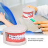 Dental Study Teaching Teeth Model Rotten Tooth Decay Caries Care Dentist Equipment Denture