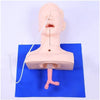 Airway Management Trainer Intubation Mannequin Mouth and Nose Training Suction Practice Model, Anatomical Model Skeleton Model, Suitable for Laboratory Education School
