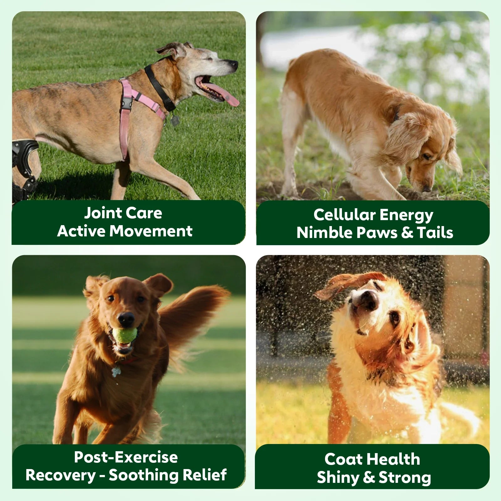 NUTRIDOG Senior Dog Vitamins Chews NAD Joint Mobility Cellular Energy Coat Brilliance Support for 3-In-1 Dogs Soft Chews