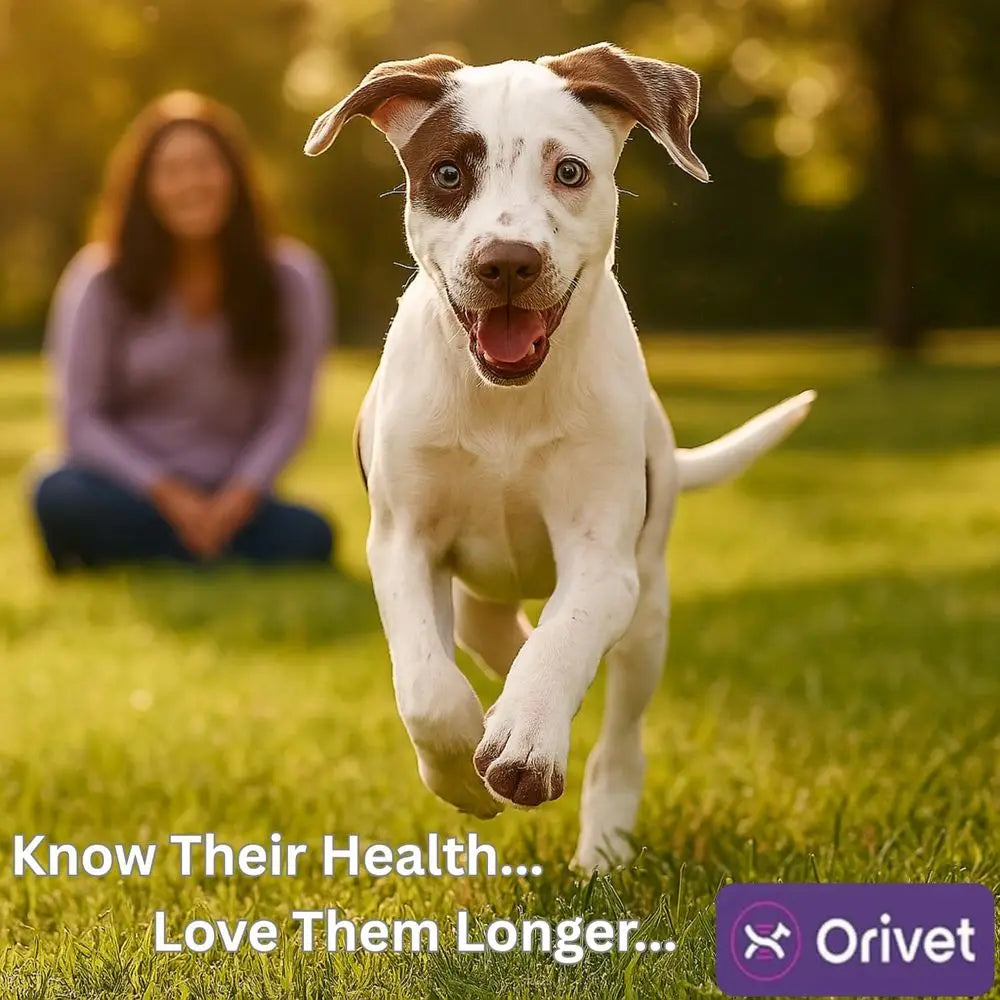 ORIVET GenoPet Dog DNA Test – Dog Breed Test Kit USA | Canine Ancestry & Genetic Health Screening by Age, Weight & Gender | at-H