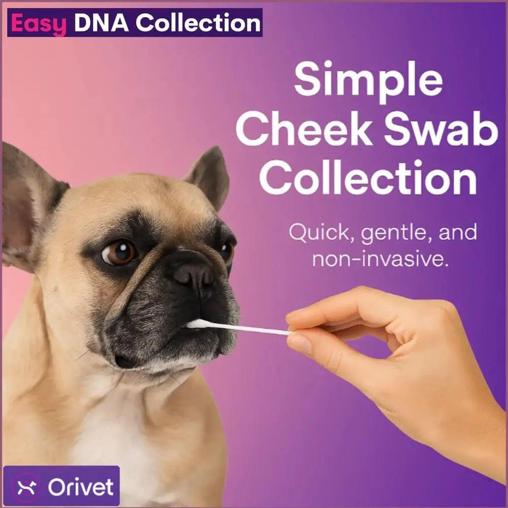 ORIVET GenoPet Dog DNA Test – Dog Breed Test Kit USA | Canine Ancestry & Genetic Health Screening by Age, Weight & Gender | at-H