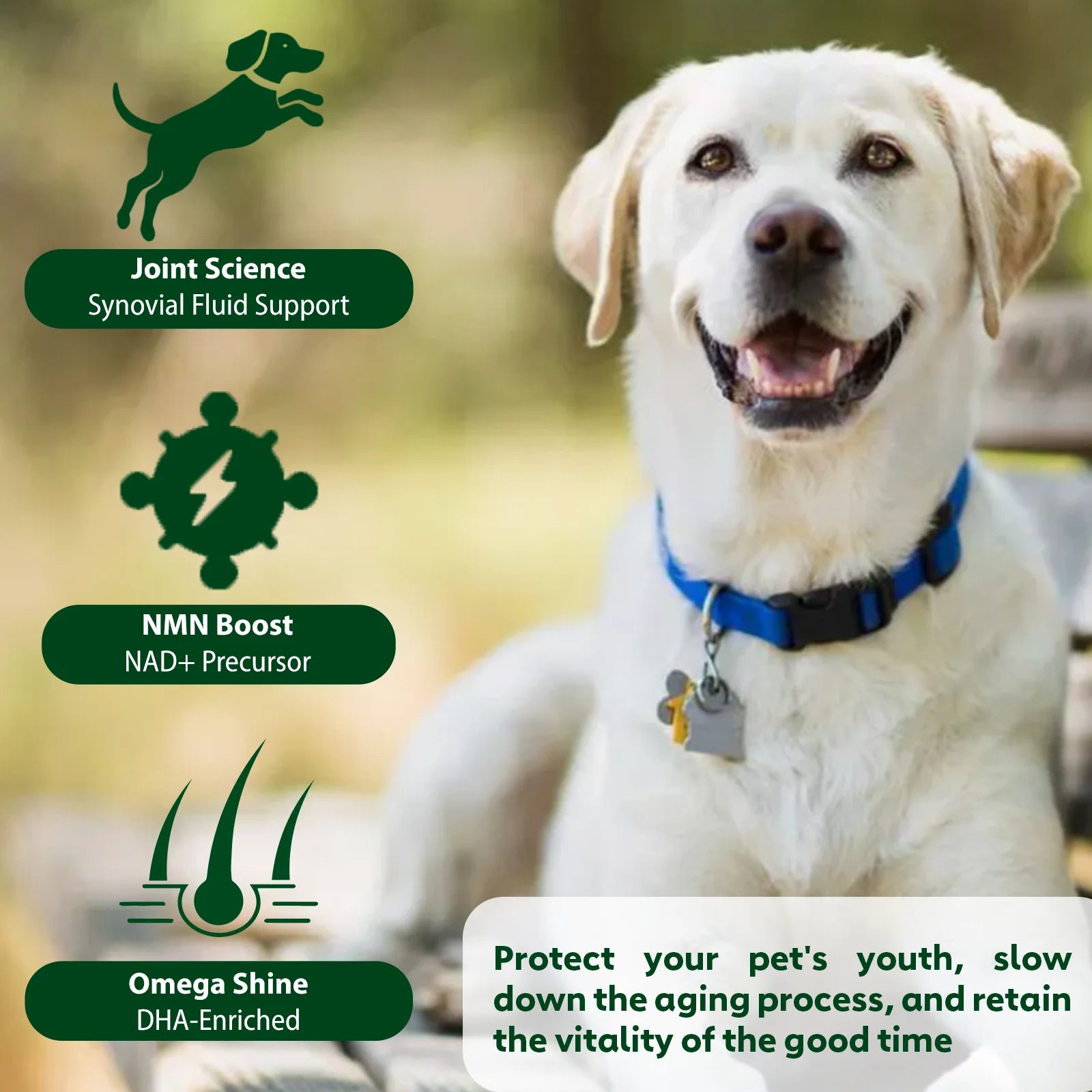 NUTRIDOG Senior Dog Vitamins Chews NAD Joint Mobility Cellular Energy Coat Brilliance Support for 3-In-1 Dogs Soft Chews